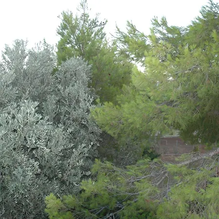 Jennie's Lovely - Malakontas Eretria Malakóndas